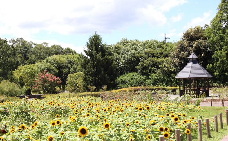 夏のおでかけ 馬見丘陵公園 のひまわり畑 ランドセルblog ランドセルの鞄工房山本